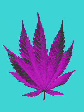 Isolated marijuana, cannabis leaf in vibrant purple on a blue bgd