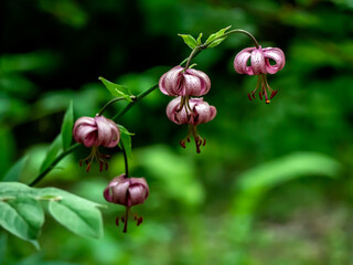 Lily martagon, a beautiful forest pink flower