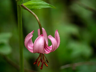 Lily martagon, a beautiful forest pink flower