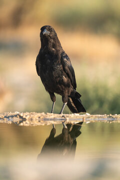 Carrion Crow, Vertical Portrait  