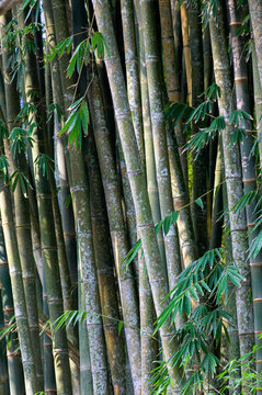 Bamboo Roots 影像 – 瀏覽 16,784 個素材庫相片、向量圖和影片 | Adobe Stock