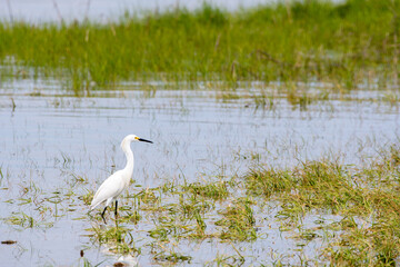 Snowy Egret (Egretta thula) Wading through Marsh at Tiana Beach, Hampton Bays, Long Island, New York