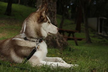 Husky en el el bosque (vista de perfil)