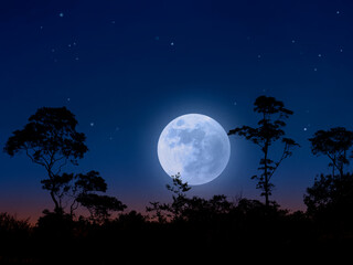 Fototapeta na wymiar Moonlight in forest landscape