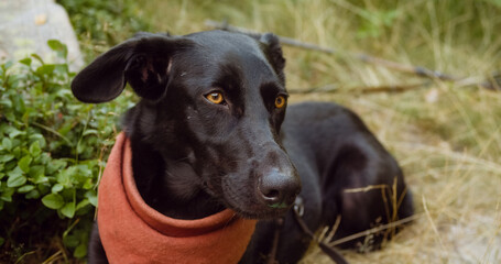 Black dog with amber eyes