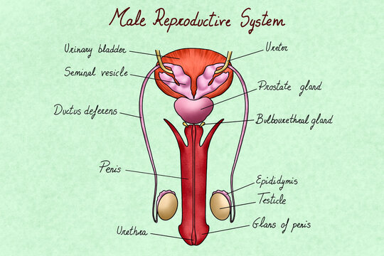 Definition of reproductive system - NCI Dictionary of Cancer Terms - NCI