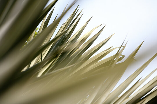 Palm leaves abstract