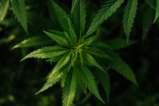  Cannabis leaf close-up