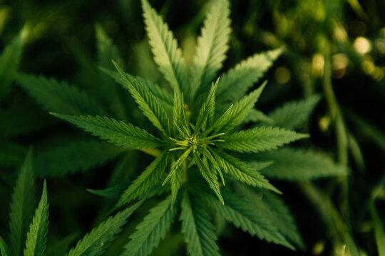  Marijuana Leaves close-up