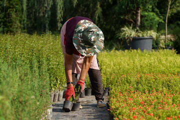 Female gardener in sun-protective hat takes care of pomegranate trees cultivated for sale in countryside on sunny summer day. Woman stands on aisle between lush flower plants growing in pots in garden