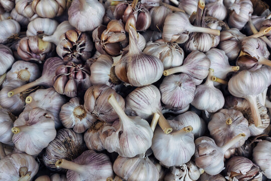 Garlic bulbs