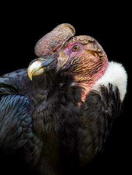 andean condor