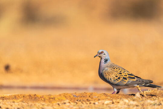 European Turtle Dove Portrait  