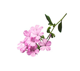 White plumbago or Cape lead wort flowers. Close up pink-purple small flower bouquet isolated on white background.