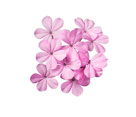 Fototapeta na wymiar White plumbago or Cape lead wort flowers. Close up pink-purple small flower bouquet isolated on white background.