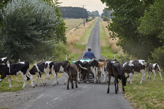 Dairy calves being moved to new paddock