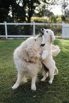 pair of dogs playing