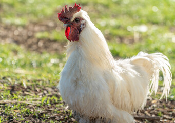 White Rooster in Morning LIght