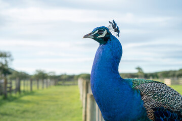 Obraz premium Portrait of Peacock on Fence