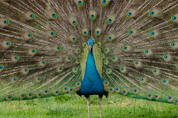Naklejka premium Peacock Displaying Its Tail Feathers