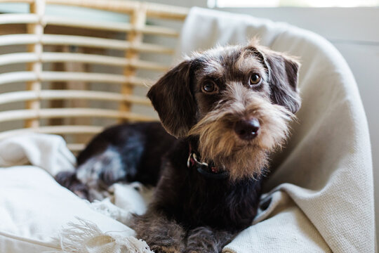 Dog Laying On A chair
