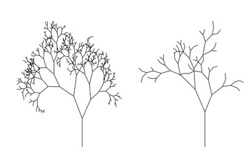 tree structure used in landscape design