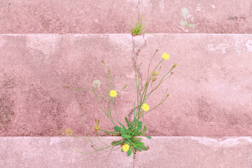 Yellow flowers growing in the cracks in the pink stairs.
