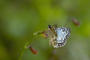 Fototapeta na wymiar Blue, black and white butterfly, possibly a tropical checked-skipper (Burnsius oileus), in Sarasota, Florida