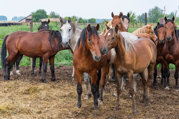 There is small herd of colorful horses in open pasture. Summer walk of agricultural cattle.
