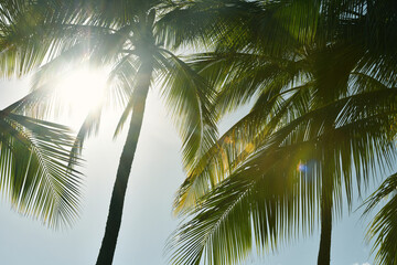 Palm Trees Waving in the Hawaiian Sun