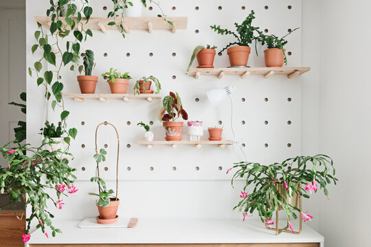 Plant Shelf