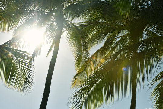 Palm Trees Waving in the Hawaiian Sun