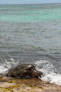 Honu (Green Sea Turtle) Feeding on Shore as Waves Crash