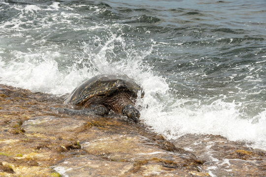 Green Sea Turtle Feasting on Noth Shore of Oahu - Hawaii