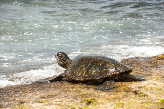 Righteous Honu Lunch