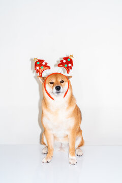 Dog in Christmas headband
