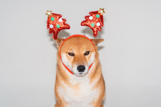 Dog in Christmas headband