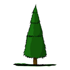 Tannenbaum