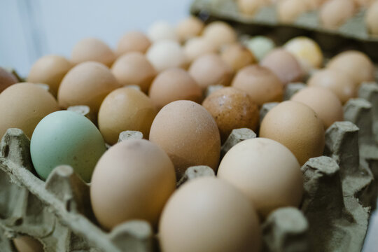 Carton Of Fresh, Organic Brown Eggs