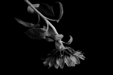 ヒマワリのモノクロ