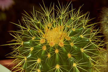 Green cactus with needles close-up