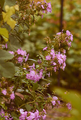 Summer beautiful warm background of flowers in the garden