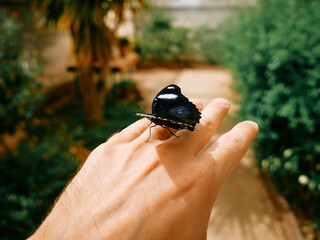 Butterfly perched on a hand