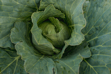 Cabbage harvest
