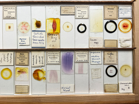 Tray of microscope slides