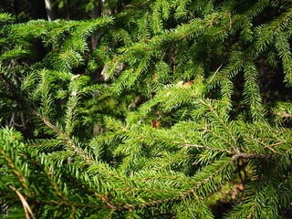 Picea spruce, a genus of coniferous evergreen trees in the pine family Pinaceae. Coniferous forest in Karelia. Spruce branches and needles. The problem of ecology, deforestation and climate change © Julija