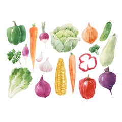 Beautiful vector set with hand drawn watercolor healthy vegetable food. Cabbage corn broccoli onion zucchini lettuce papper radish illustrations