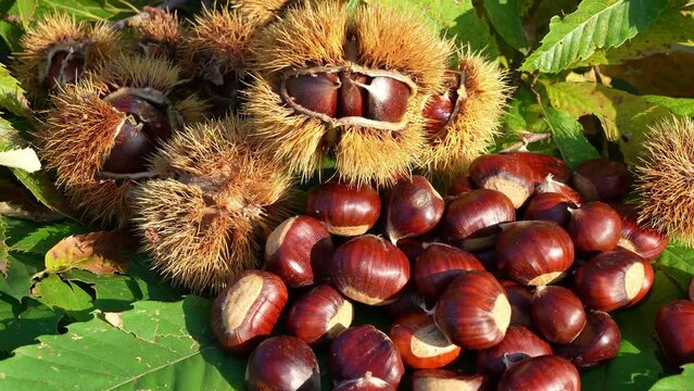 Autumn composition of chestnuts, hedgehogs and chestnut leaves. Fall season. Warm colors. Food background