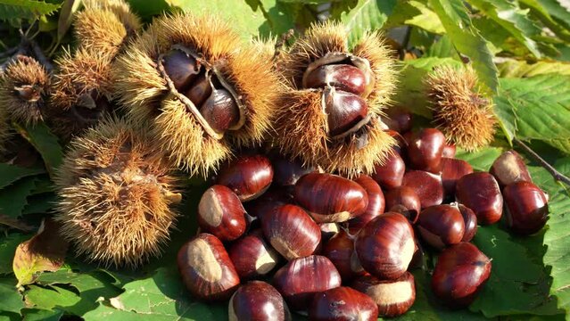 Autumn composition of chestnuts, hedgehogs and chestnut leaves. Fall season. Warm colors. Food background