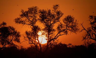 Fototapeta na wymiar Quintessential Africa - a fiery sunset with silhouetted trees 
